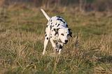 DALMATIEN 422